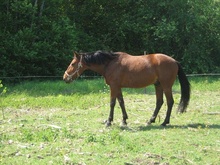 Traver Fame spirit - Cuty<33 billede 18