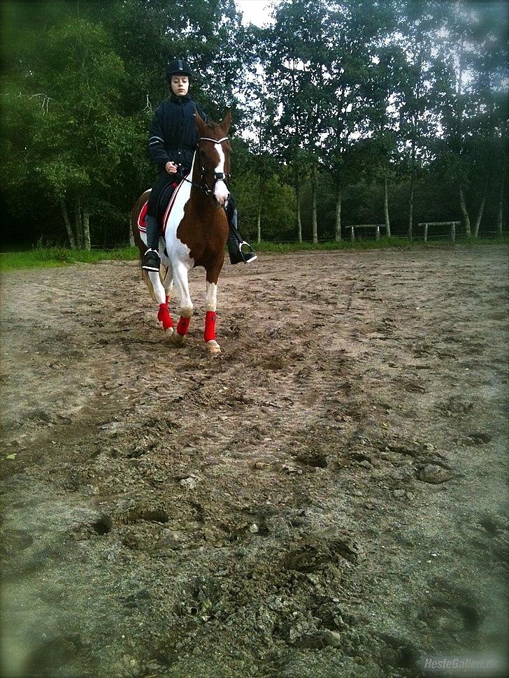 Pinto Dixie - Velkommen til Dixie's profil!:D
Foto: Amalie. billede 1