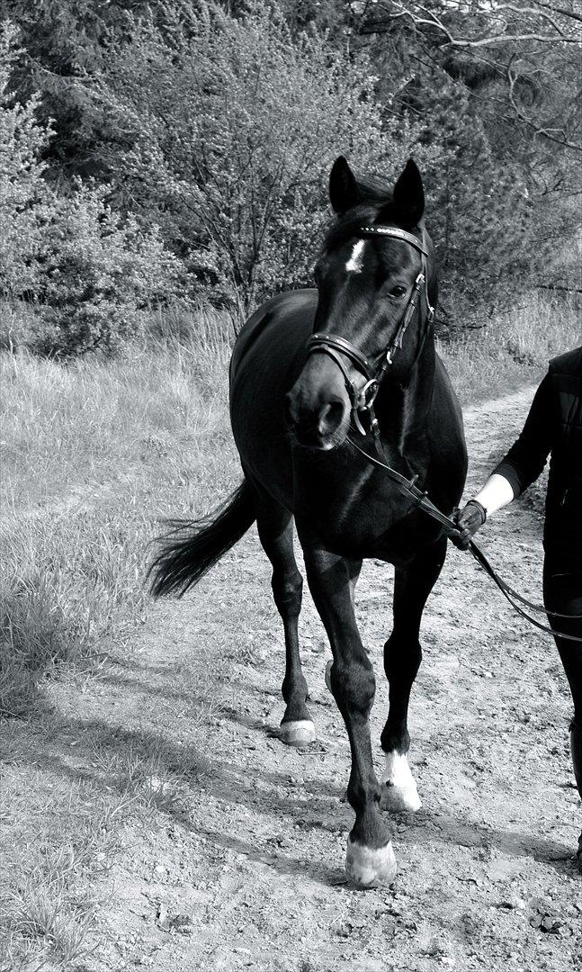 Hannoveraner Rushmore billede 11