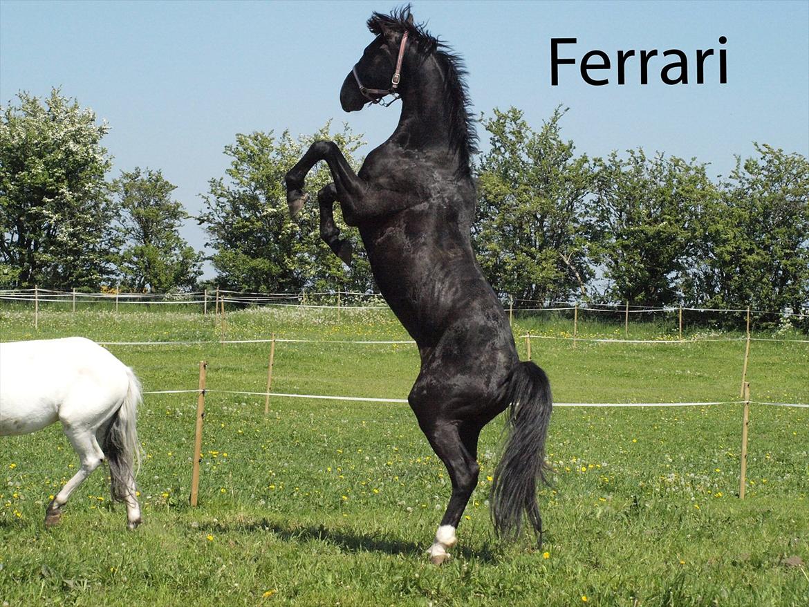 Dansk Varmblod Kastlund Diango (Solgt) billede 4