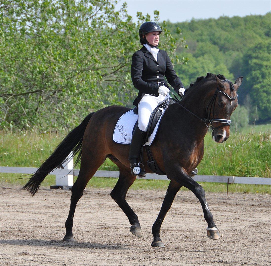 Tysk Sportspony Consider B-PONY - Consider i Mønterhøj til 3 dages stævne ;-) Dejlige dreng! Foto Anne mette Hansen billede 16