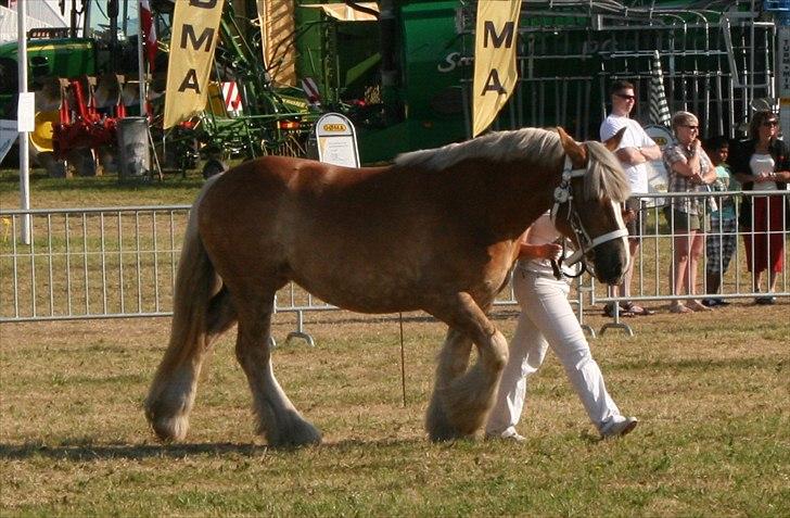 Jyde Isabella af Lavrens *solgt* - Varde dyrskue 2012, 23 point, og skuets bedste 2 års hoppe på tværs af racer. billede 13