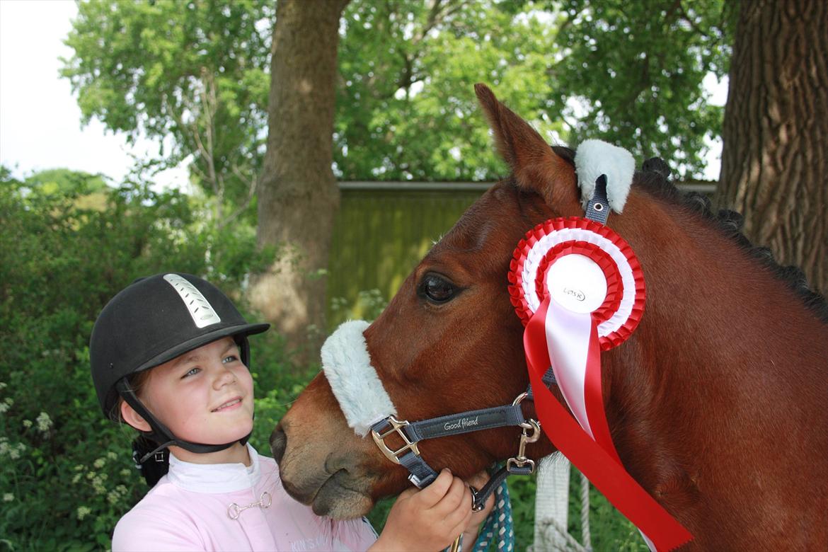 Welsh Pony (sec B) Korreborgs Pinot - til stævne på løsr Ld1 66,67% første plads billede 14