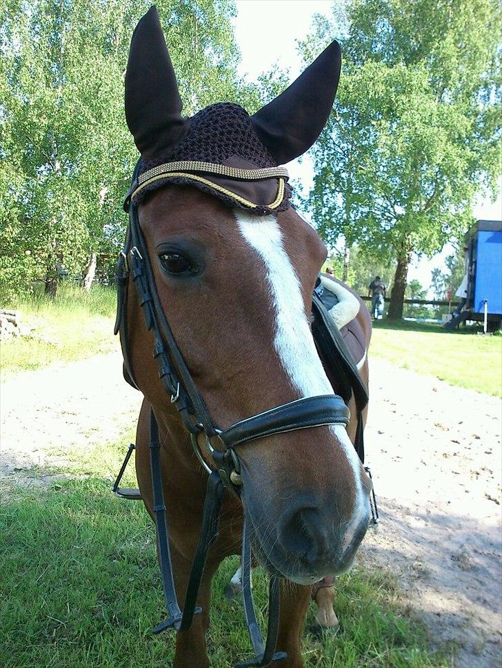 New Forest Athene Hippios - Hende den smukke på Barthahus <3 billede 15