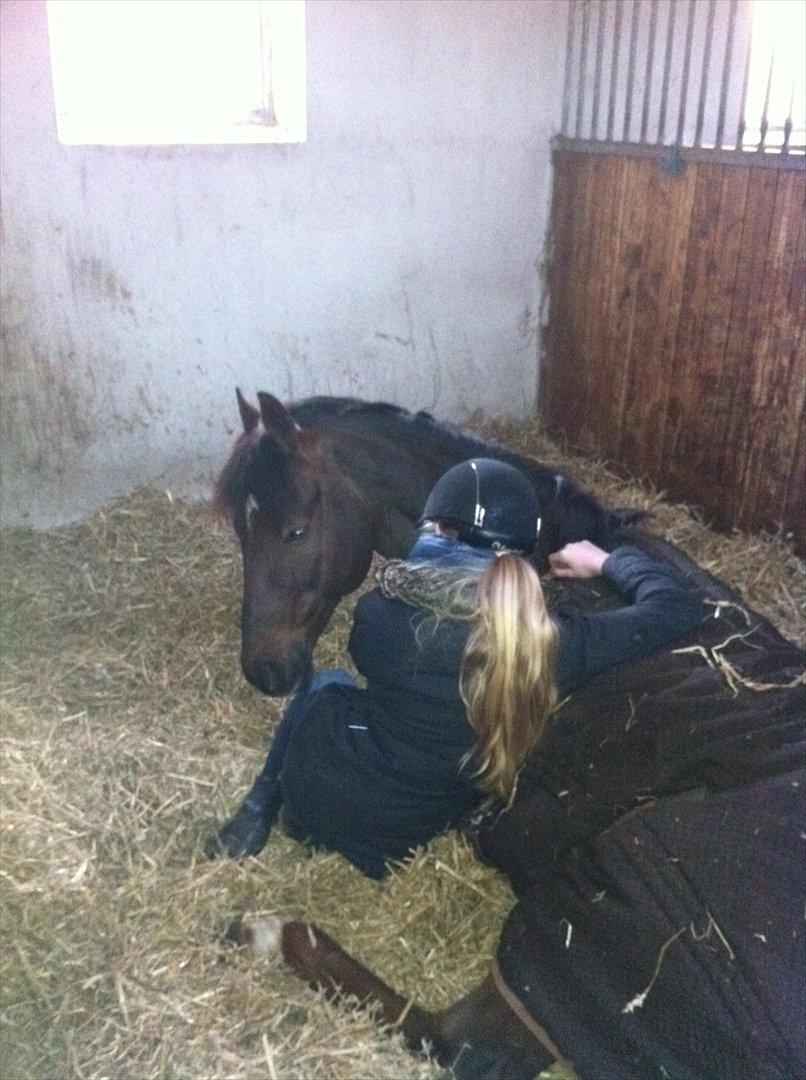 Tysk Sportspony Campari WE A-Pony - Hygge i boksen billede 6