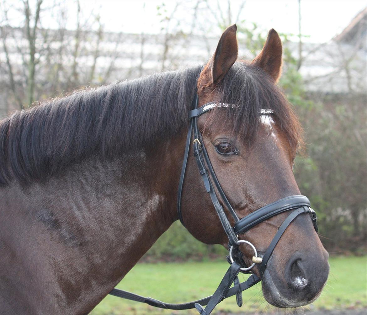 Tysk Sportspony Campari WE A-Pony - Foto: Sally Klinge Clausen billede 4