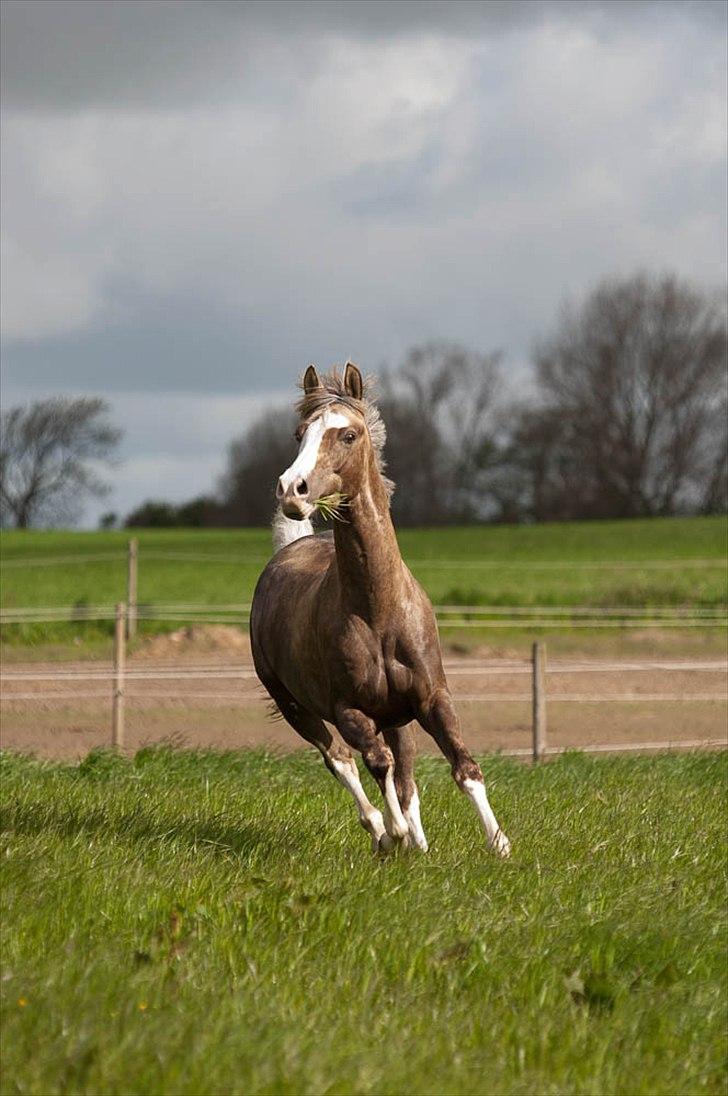 Hollandsk Sportspony Pokemon - Pokemon gi'r den gas :) FOTO: Tine Bjørnø  billede 4