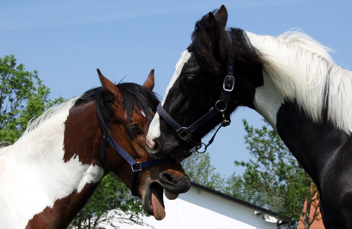 Welsh Cob (sec D) / Pinto - Skovbjerggårds Lukas (SOLGT) - Lukas og Amigo leger! billede 18