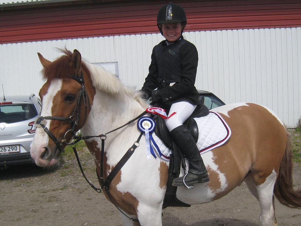 Hollandsk Sportspony Pablo P. (Nuttie) Solgt og savnet!!:'-( - (13) Blev nr. 2 i en ld og nr. 1 i min første lc!!! Nuttie er bare verdens bedste pony.
Foto: mor billede 9