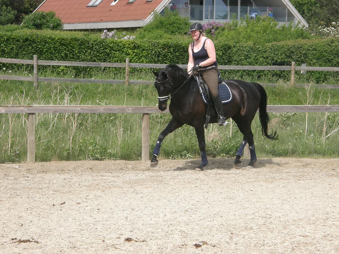 Trakehner Lefitia "Effie"  - Ikke kigge på min mongol-arm - jeg er i gang med at klappe hende :)) billede 13