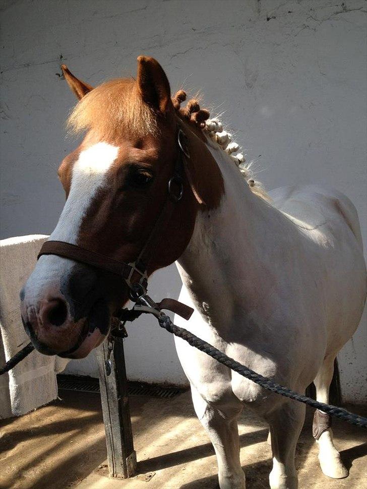 Anden særlig race Tarzan billede 10