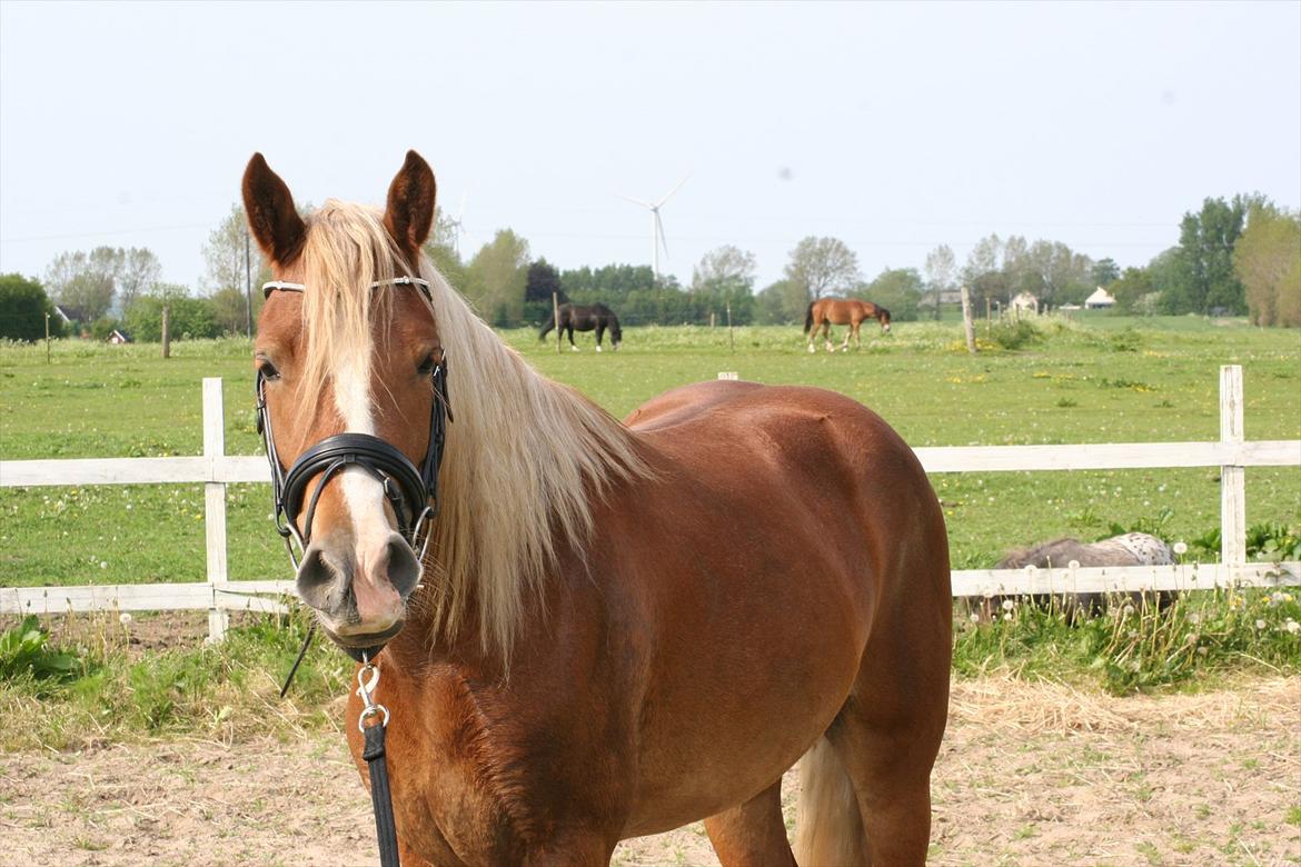 Welsh Cob (sec D) Dahlsminde Covergirl billede 14