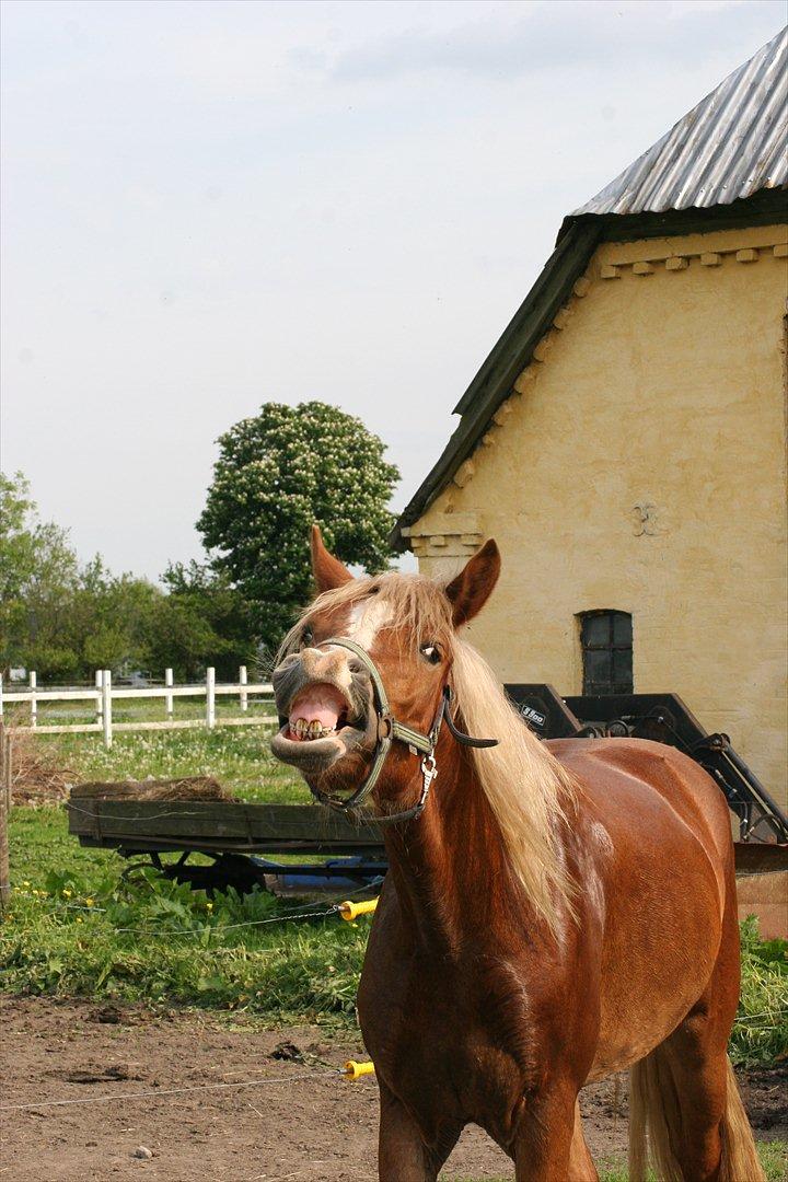 Welsh Cob (sec D) Dahlsminde Covergirl billede 15