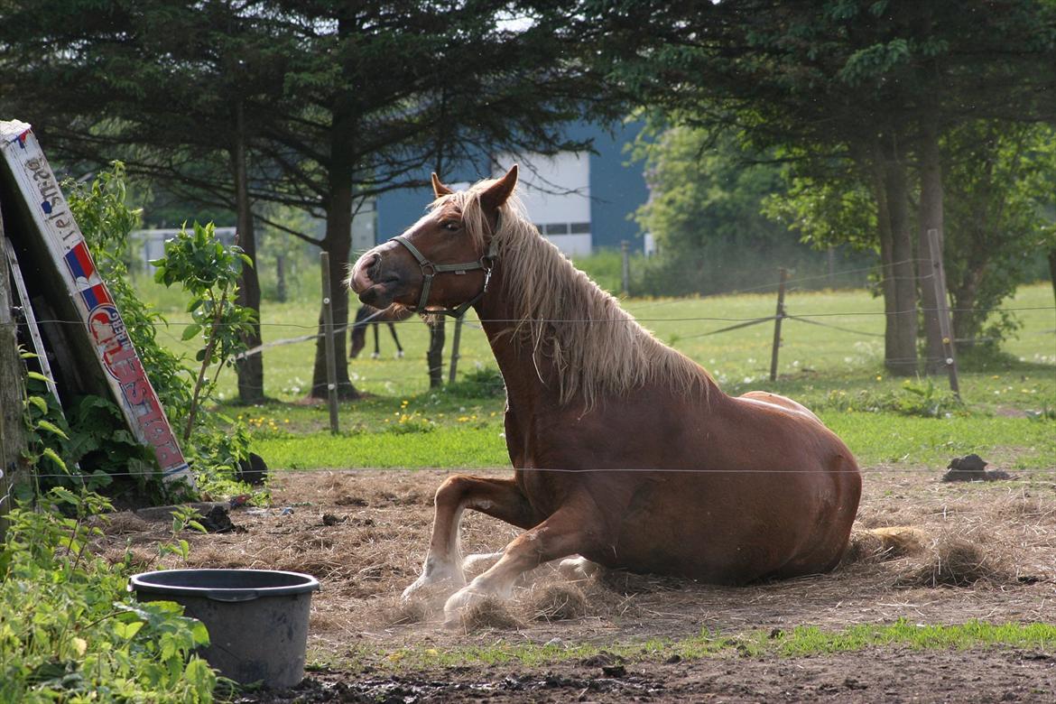 Welsh Cob (sec D) Dahlsminde Covergirl billede 16