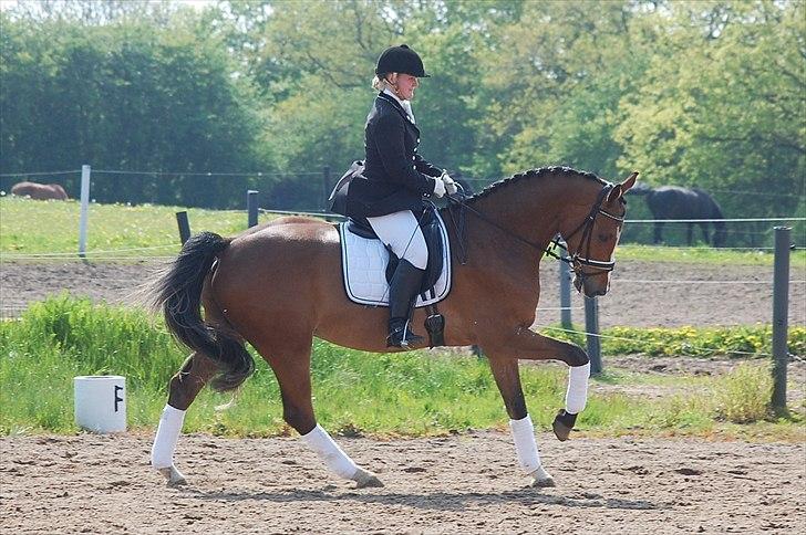 Dansk Varmblod Amour´s Don Cacier billede 38