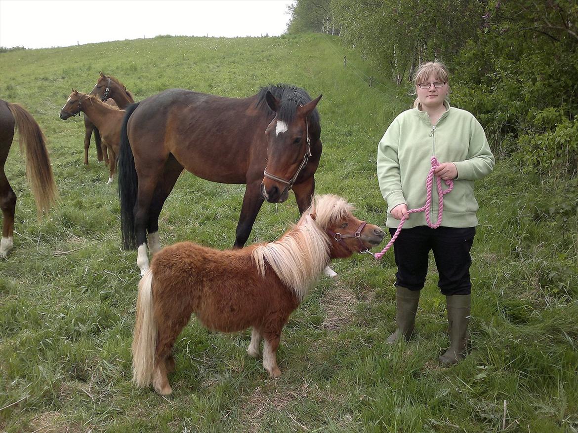 Shetlænder Bøgeskovs Waya(Min Soulmate) billede 16