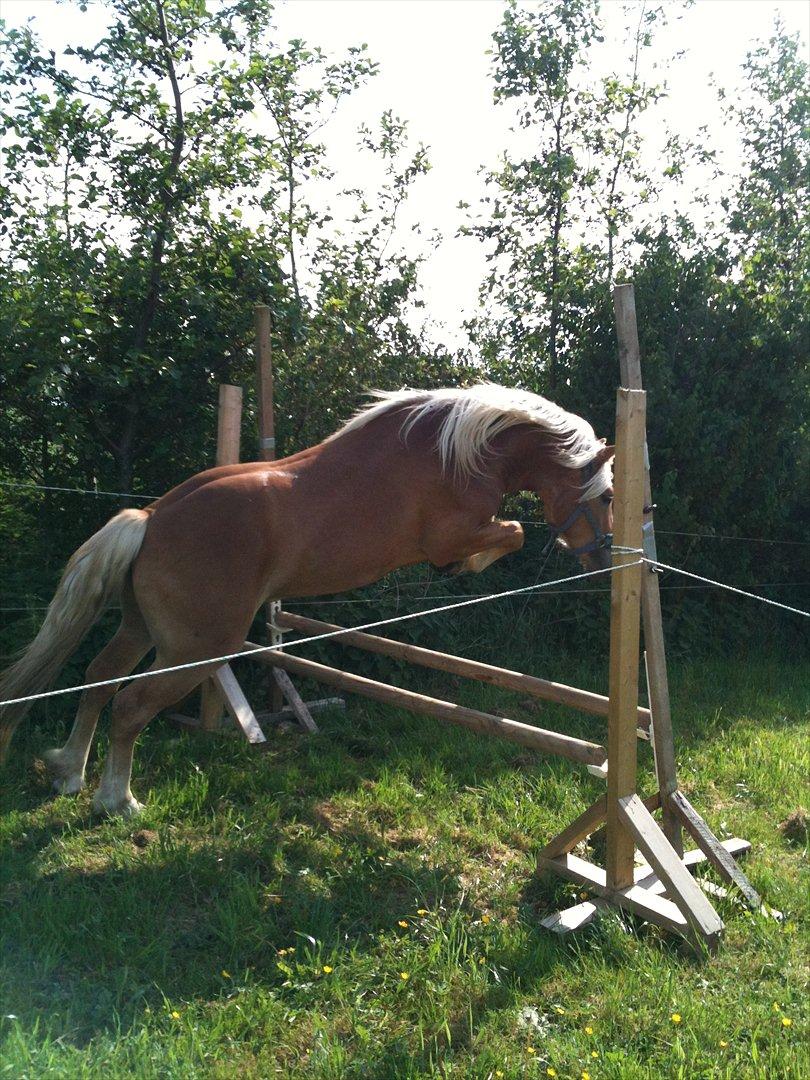 Haflinger Alladin - Sommer 2012. Første gang han ser et spring billede 14