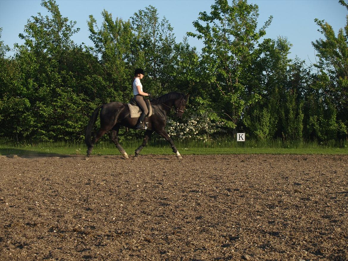 Dansk Varmblod Don Madison Birkedommergård - Mig og Madi d. 25. maj 2012  billede 17