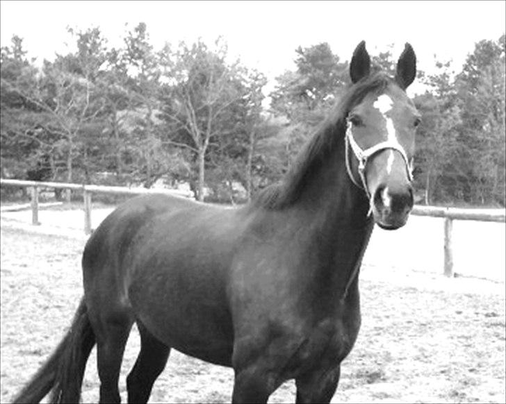 Anden særlig race Freja  billede 15