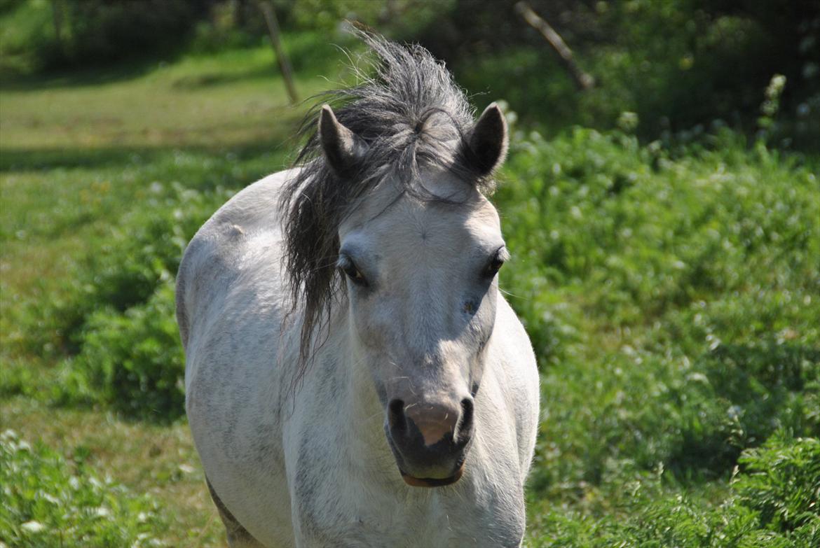 Welsh Mountain (sec A) Liljelund´s Angelina billede 13