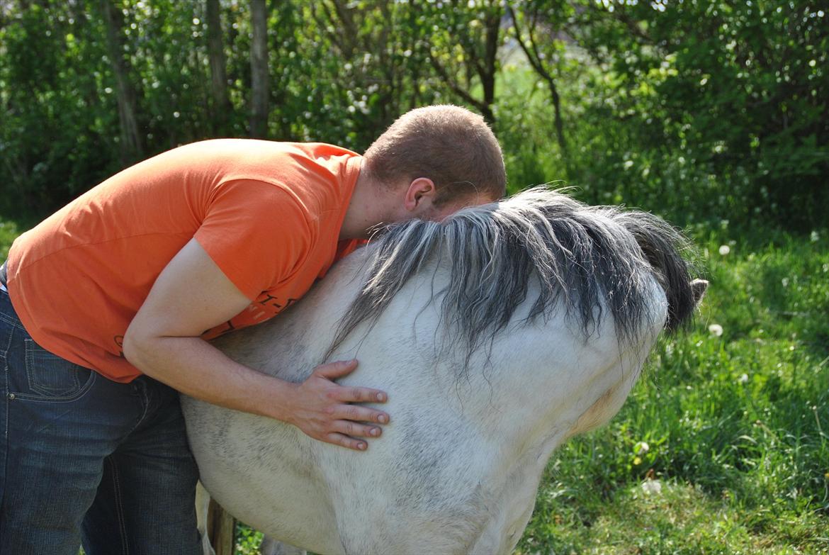 Welsh Mountain (sec A) Liljelund´s Angelina billede 7