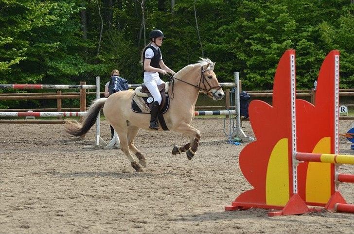 Fjordhest Emir Stanstorp (SOLGT) - Emisen'musen og jeg på Birken! 4x0 ud af 4 mulige ridt!;P Han sprang så nice! Love the littel pony!
Foto: Pernille Skou Nielsen :-) billede 2