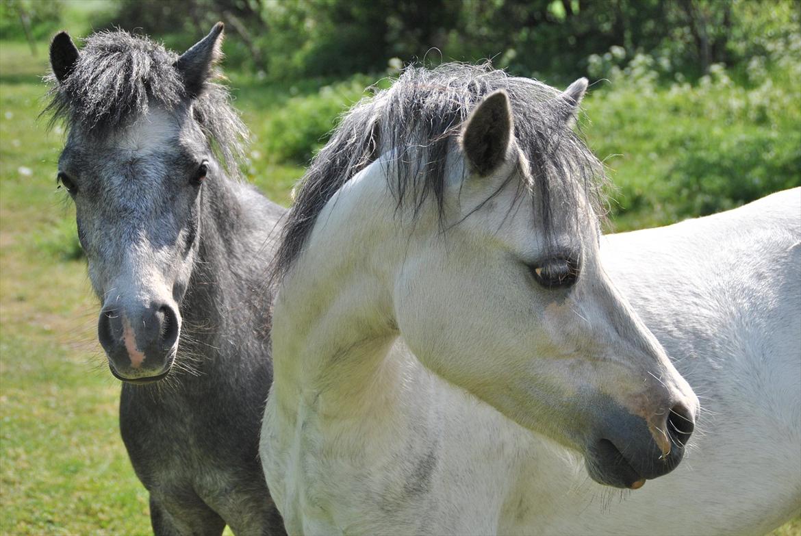 Welsh Mountain (sec A) Liljelund´s Angelina billede 10