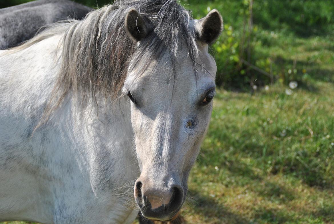 Welsh Mountain (sec A) Liljelund´s Angelina billede 5