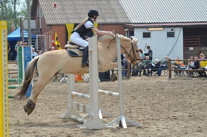 Fjordhest Emir Stanstorp (SOLGT) - Søøøøøød pony, tror det er i 75.cm eller sådan noget?:-) SEJ pony, 4x0!
Foto: Pernille Skou Nielsen ;) billede 13