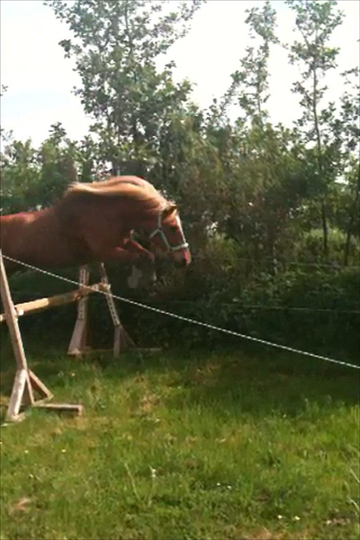 Anden særlig race Tasano - 80cm (90 med bom) billede 14