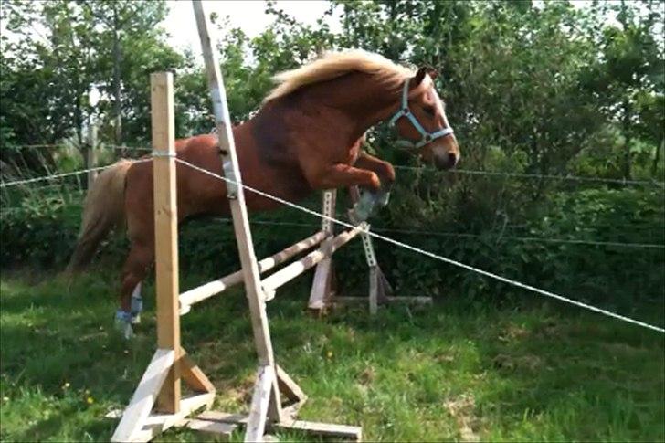Anden særlig race Tasano billede 15