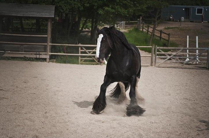Irish Cob Lady Giga Of Ireland - Min wannabe spanske hest! 
© Taget af Anina Salling . billede 34