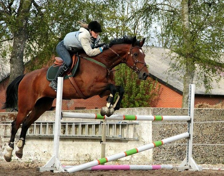 Dansk Varmblod HÉKATE - Foto: Anni Gram billede 7