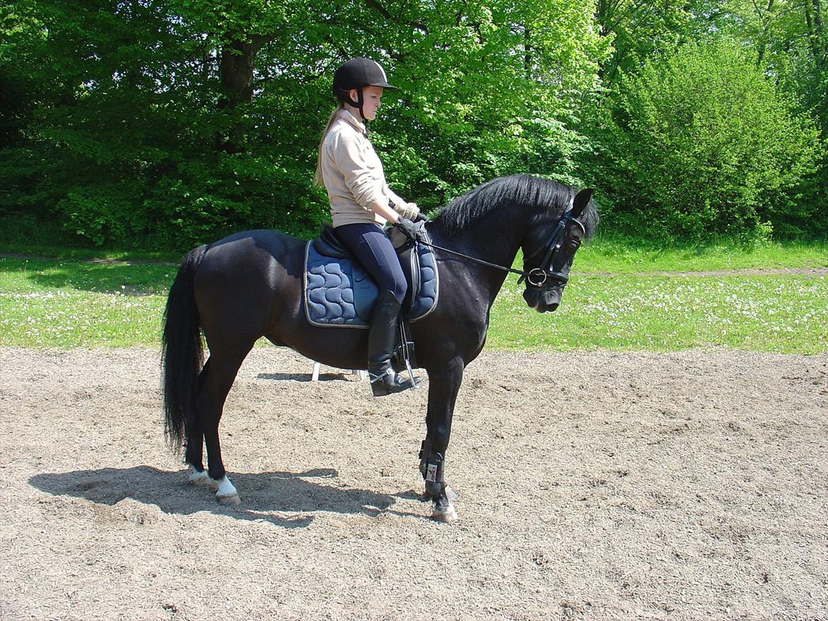 Anden særlig race Blackie billede 9