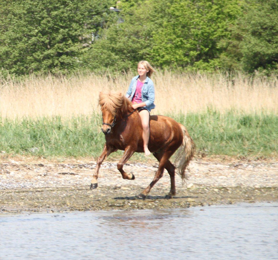 Islænder Ari fra Wennersminde  - Galop i strandkanten<3

- Jeg er stoppet med at drømme fordi, virkeligheden med dig er bedre!
Forår 2012 billede 18