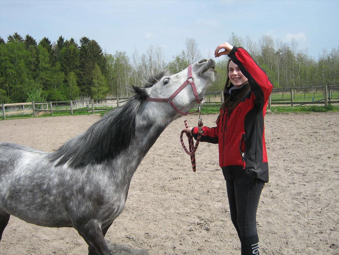 Welsh Mountain (sec A) Stampebakkens Nosey <3 billede 1