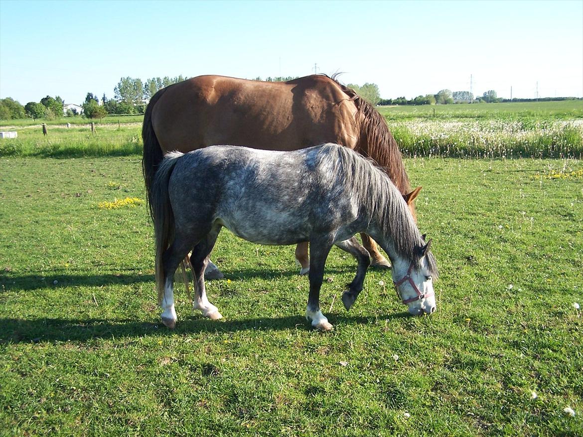 Welsh Mountain (sec A) Stampebakkens Nosey <3 - 24.05.2012 <3 billede 2