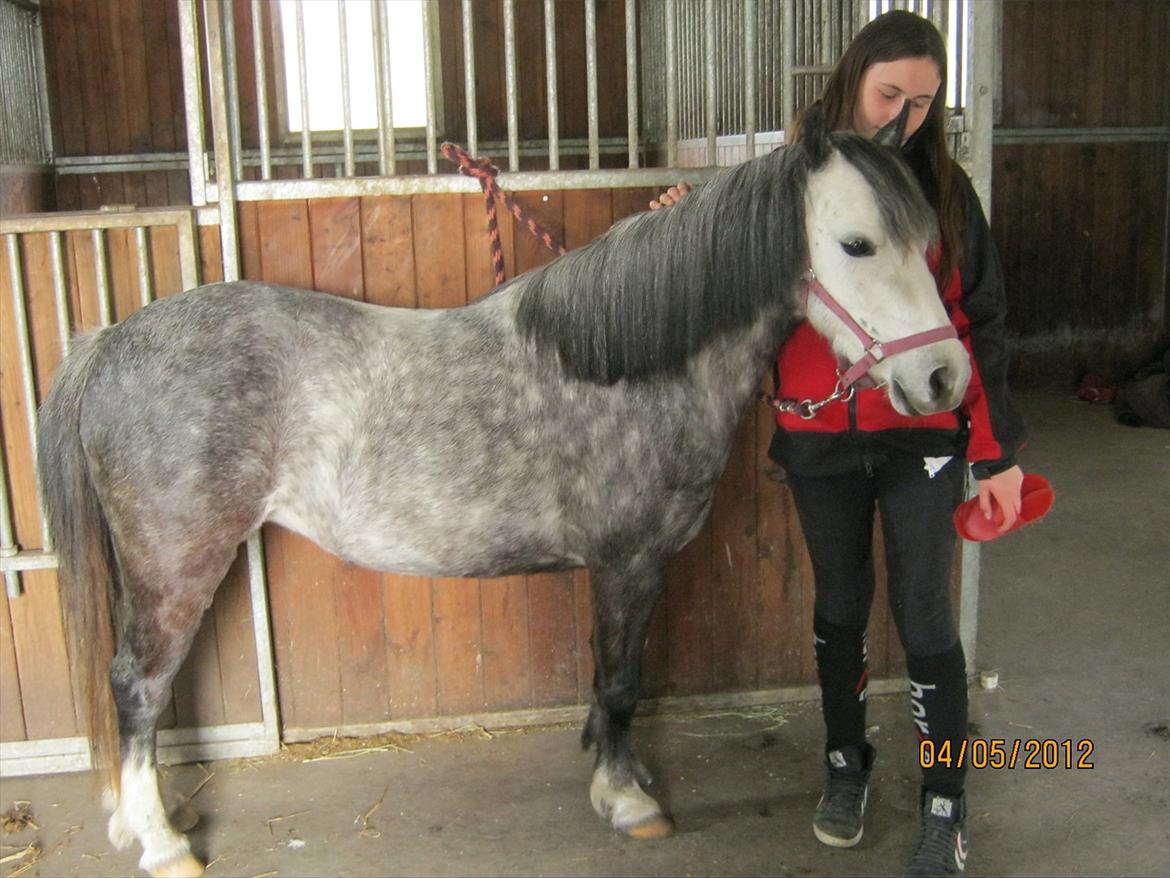Welsh Mountain (sec A) Stampebakkens Nosey <3 billede 3