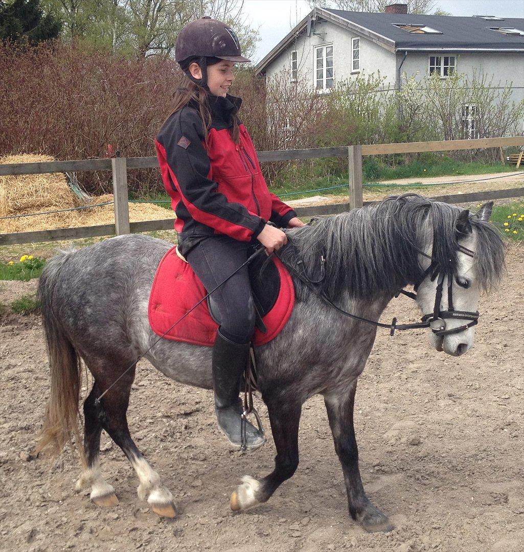 Welsh Mountain (sec A) Stampebakkens Nosey <3 billede 4