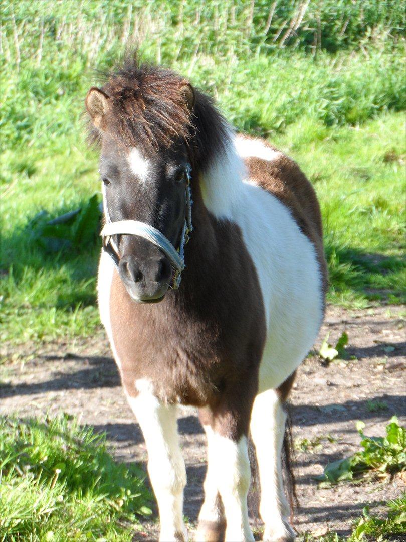 Shetlænder Zika billede 19