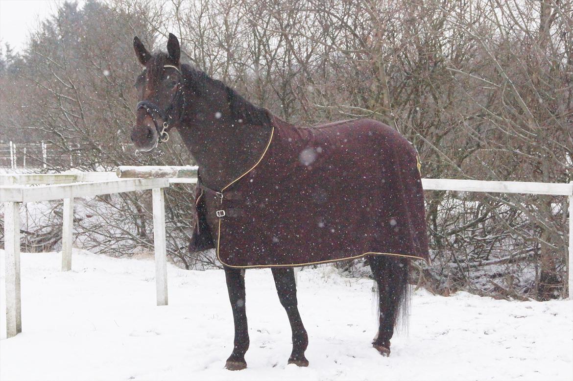 Oldenborg Halkjærs Penelope - Lopsen i sne 2012 billede 18