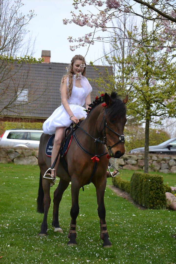 New Forest Enggårdens Conrad - Til min konfirmation d. 21 april 2012 billede 11