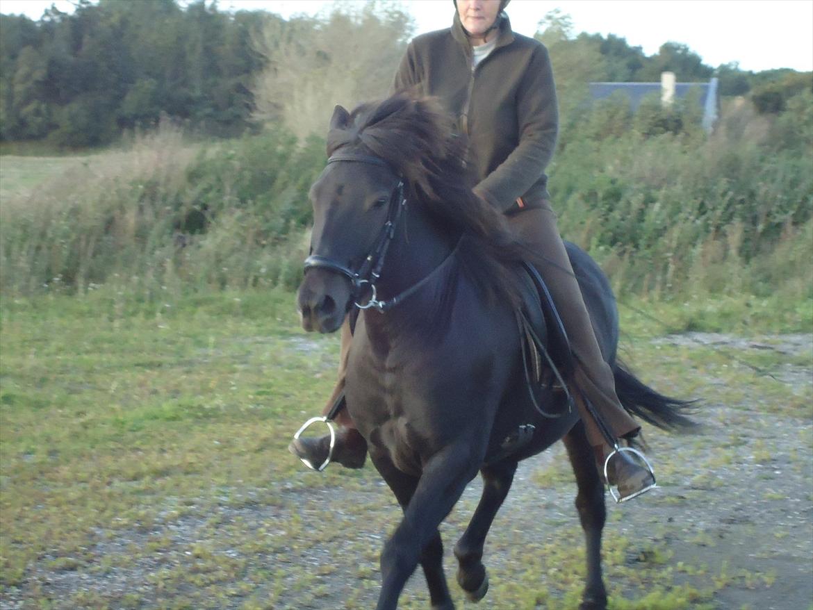 Islænder Faxi fra Hindø - sommer 2011 en af det første gange Faxi har rytter på.  billede 1