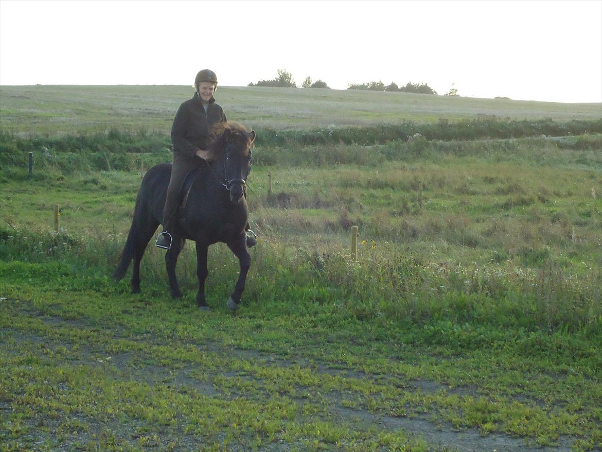 Islænder Faxi fra Hindø billede 2