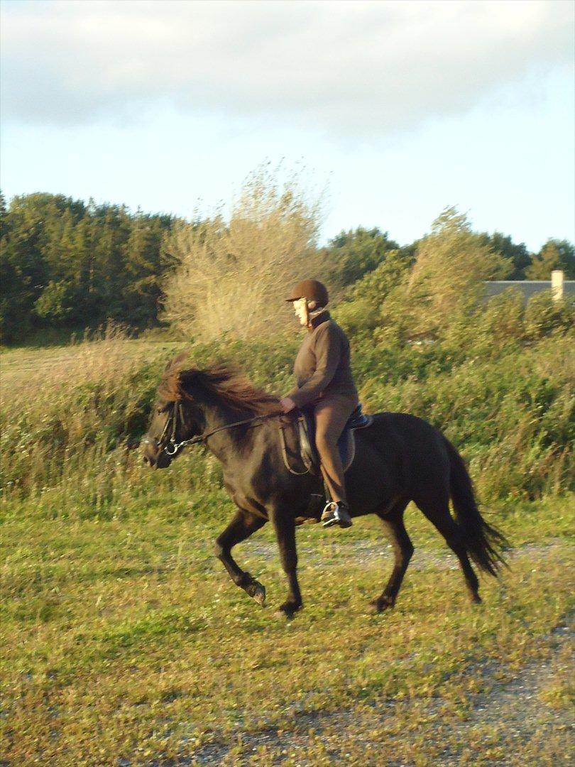 Islænder Faxi fra Hindø billede 3