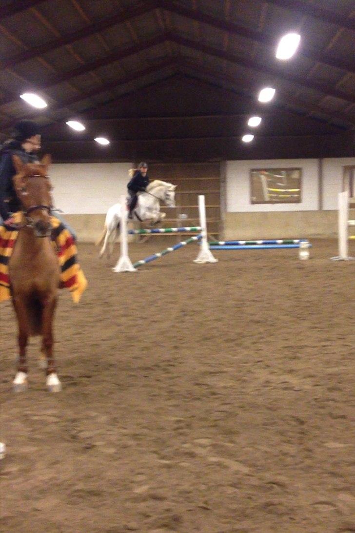 Irsk Sportspony Levi 501 ( Tidl. Hest) - Træning på nsr (farasi)  billede 4