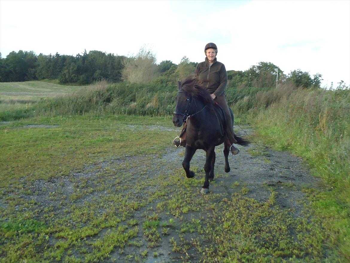 Islænder Faxi fra Hindø billede 4