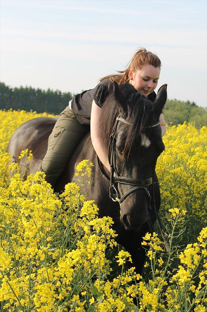 Welsh Cob (sec D) Haymos Chagal <3 Sov sødt <3 - Du er mit alt! Ingen ord kan beskrive dig og mig! <3 billede 2