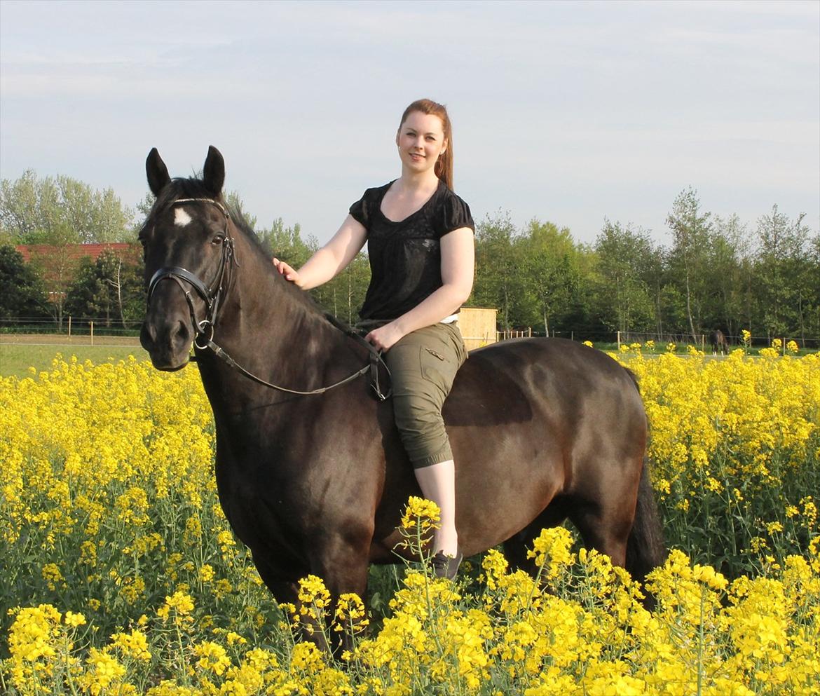 Welsh Cob (sec D) Haymos Chagal <3 Sov sødt <3 - <3 <3 billede 4