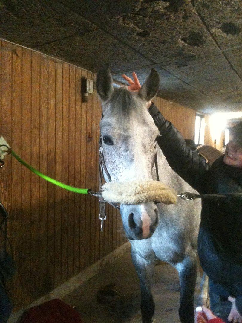 Hollandsk Sportspony Spice Girll billede 6